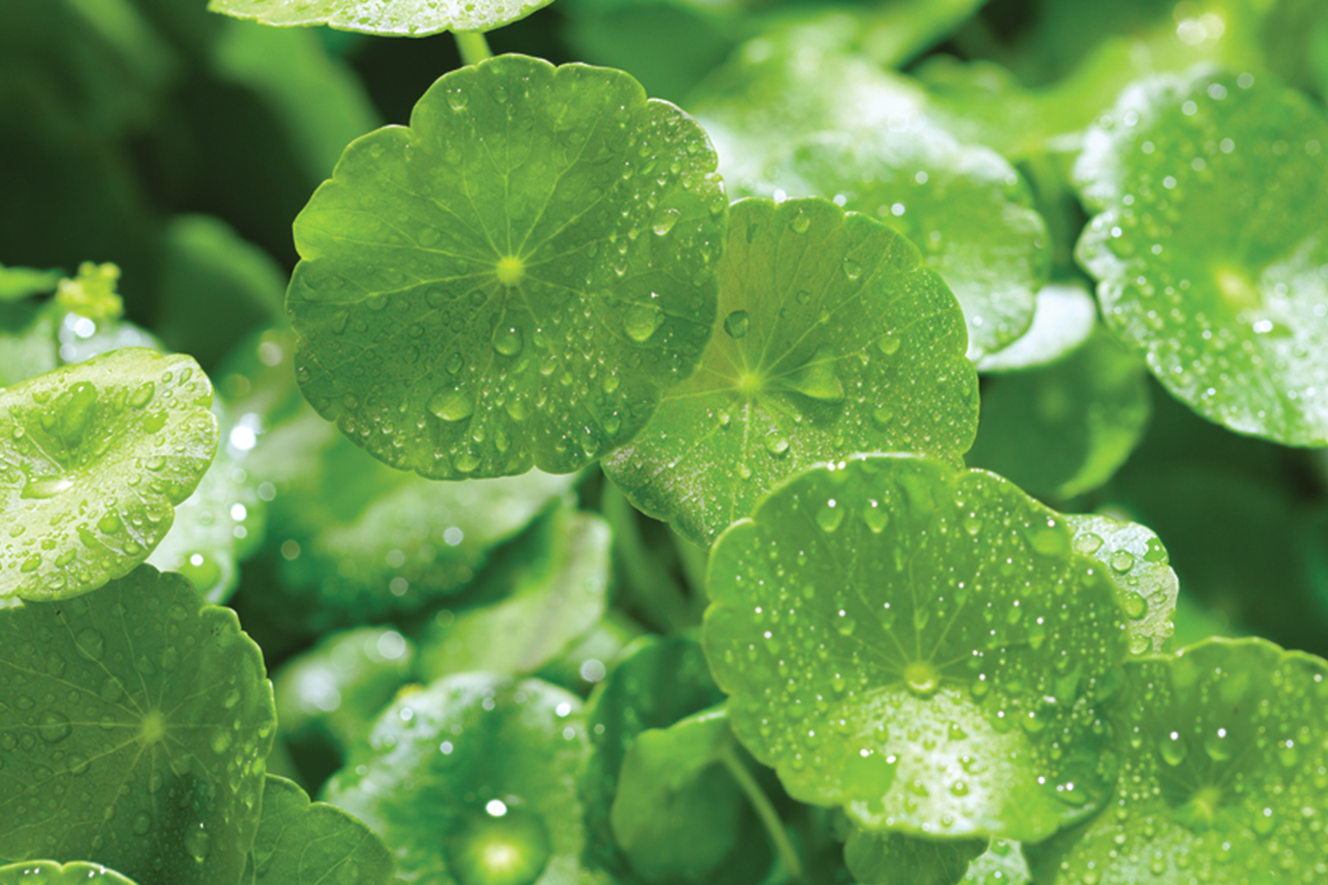 Intensive Acne Serum 12 mL